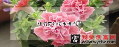 杜鹃花如何水培扦插