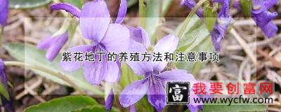 紫花地丁的<a href=https://www.wycfw.com/e/tags/?tagid=63 target=_blank class=infotextkey><a href=https://www.wycfw.com/yangzhi/ target=_blank class=infotextkey>养殖</a></a>方法和注意事项