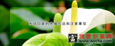 水培白掌的养殖方法和注意事项