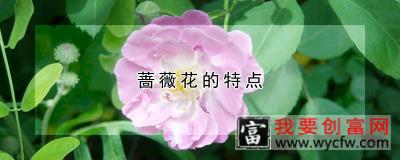 蔷薇花的特点