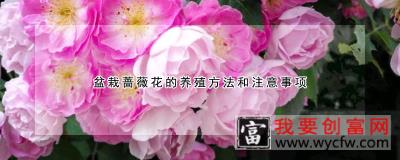 盆栽蔷薇花的<a href=https://www.wycfw.com/e/tags/?tagid=63 target=_blank class=infotextkey><a href=https://www.wycfw.com/yangzhi/ target=_blank class=infotextkey>养殖</a></a>方法和注意事项