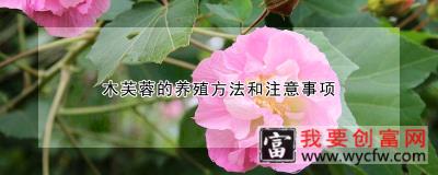 木芙蓉的养殖方法和注意事项