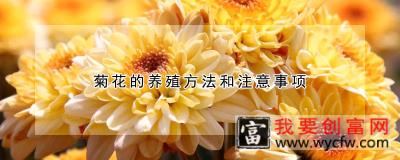 菊花的<a href=https://www.wycfw.com/e/tags/?tagid=63 target=_blank class=infotextkey><a href=https://www.wycfw.com/yangzhi/ target=_blank class=infotextkey>养殖</a></a>方法和注意事项