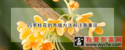 四季桂花的<a href=https://www.wycfw.com/e/tags/?tagid=63 target=_blank class=infotextkey><a href=https://www.wycfw.com/yangzhi/ target=_blank class=infotextkey>养殖</a></a>方法和注意事项