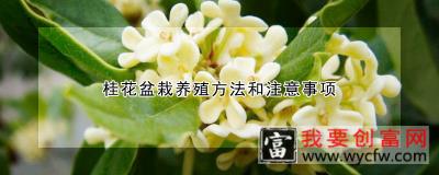 桂花盆栽养殖方法和注意事项