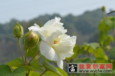 芙蓉花是长在树上的吗