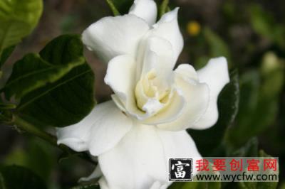 栀子花不长花苞是什么原因