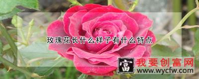 玫瑰花长什么样子有什么特点