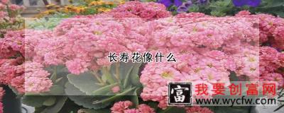 长寿花像什么