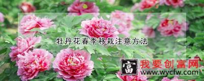 牡丹花春季移栽注意方法