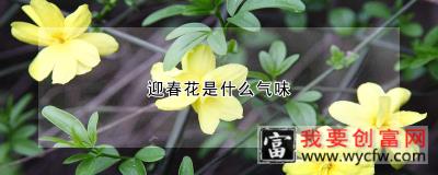 迎春花是什么气味