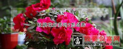 杜鹃花好养吗？怎么养