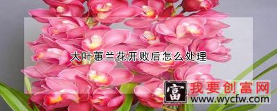 大叶蕙兰花开败后怎么处理