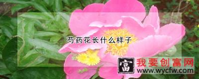 芍药花长什么样子