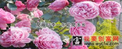 爬藤月季一年能爬多长