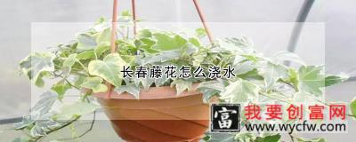 长春藤花怎么浇水