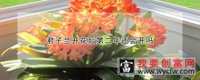 君子兰开花后第二年还会开吗