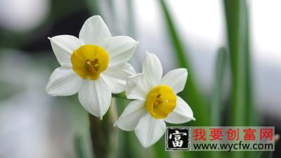 水仙花怎么养殖方法