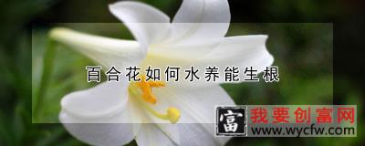 百合花如何水养能生根