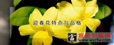 迎春花特点与品格