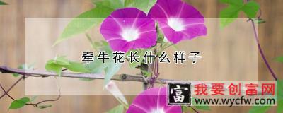 牵牛花长什么样子