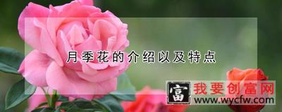 月季花的介绍以及特点