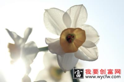 水仙花开完花后怎么处理