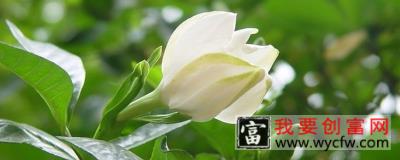 栀子花是什么季节开的