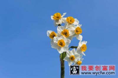 水仙开花后怎样留明年