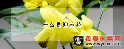 什么是迎春花