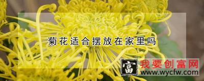 菊花适合摆放在家里吗