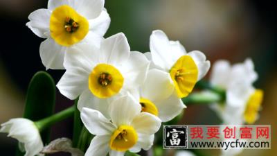 水仙花怎么<a href=https://www.wycfw.com/e/tags/?tagid=232 target=_blank class=infotextkey>种植方法</a>