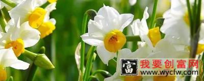 水仙花种球土培怎么种