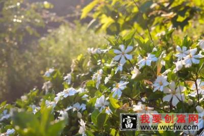 栀子花怎么养才能开花