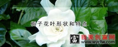 栀子花叶形状和特点