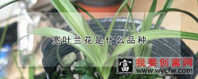 宽叶兰花是什么品种