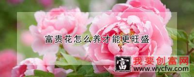 富贵花怎么养才能更旺盛