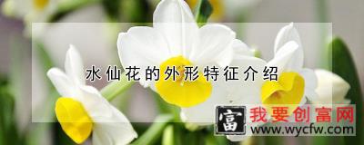 水仙花的外形特征介绍