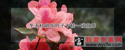 冬天杜鹃花叶子干枯一碰就掉