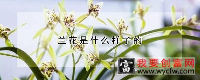 兰花是什么样子的