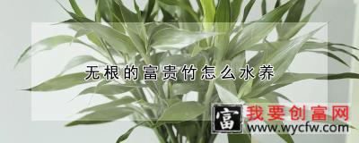 无根的富贵竹怎么水养