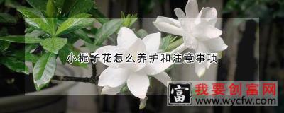 小栀子花怎么养护和注意事项