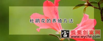 杜鹃花的<a href=https://www.wycfw.com/e/tags/?tagid=63 target=_blank class=infotextkey><a href=https://www.wycfw.com/yangzhi/ target=_blank class=infotextkey>养殖</a></a>方法