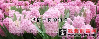 风信子花的特点