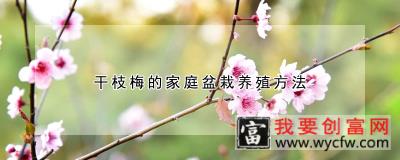 干枝梅的家庭盆栽养殖方法