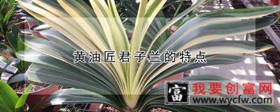 黄油匠君子兰的特点