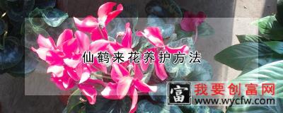 仙鹤来花养护方法