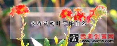 长寿花的叶子像什么