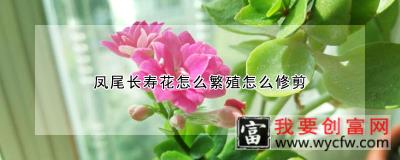 凤尾长寿花怎么繁殖怎么修剪