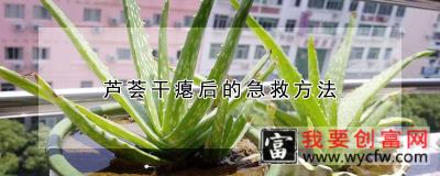 芦荟干瘪后的急救方法